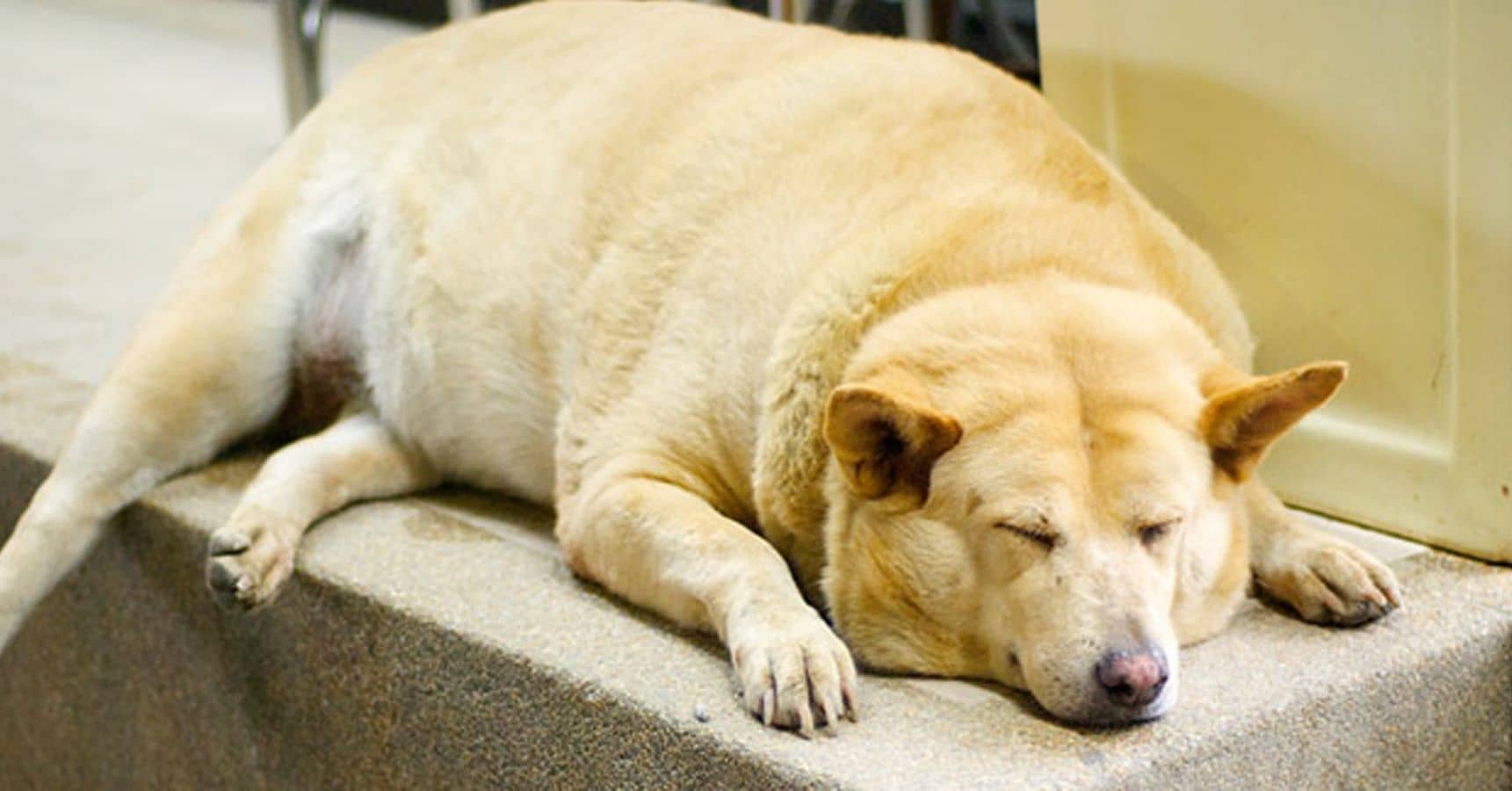 How to Prevent and Manage Obesity in Dogs: A Comprehensive Guide